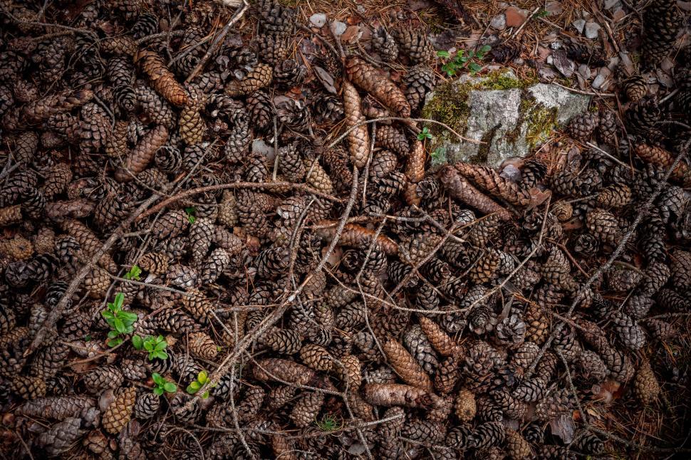 Free Image of Forest floor covered with pinecones and natural debris. 