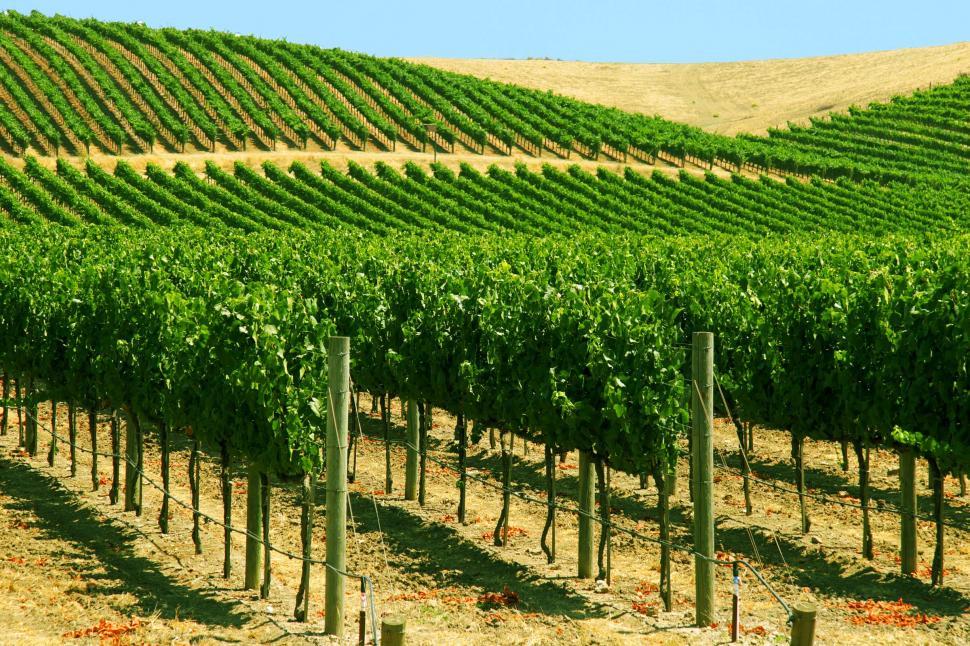 Free Image of Vineyards in early season 