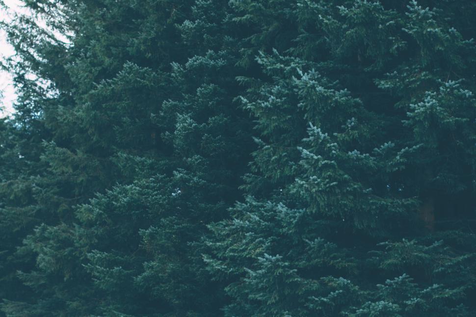 Free Image of Dense pine forest showcasing tall evergreen trees 
