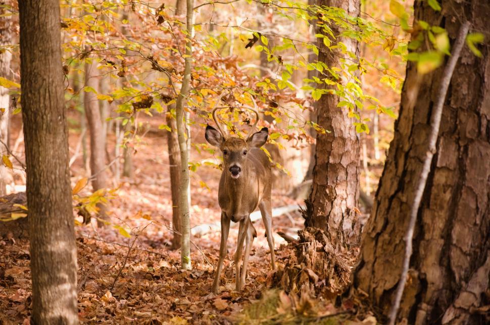 Free Image of Deer with antlers standing among autumn forest foliage 