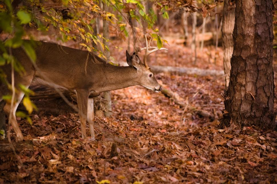 Free Image of Deer feeding on autumn leaves in a woodland setting 
