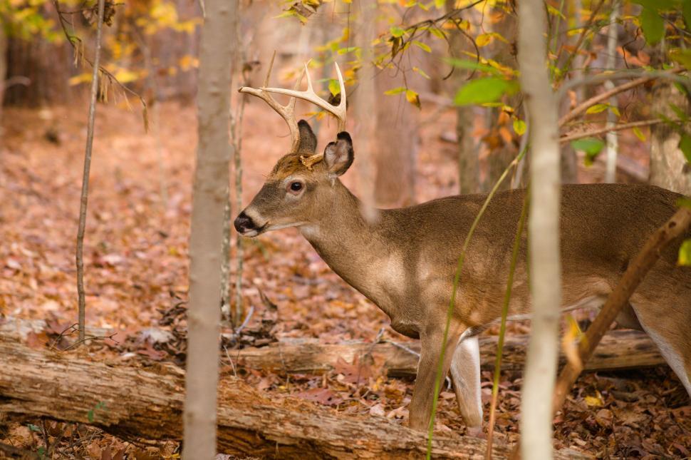 Free Image of Deer standing in the forest with fallen autumn leaves 