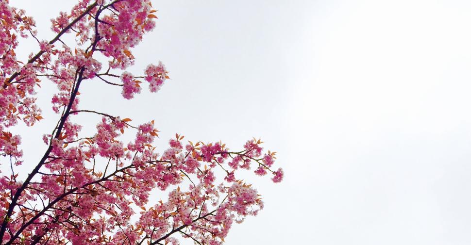 Free Image of Cherry blossoms against a overcast sky in full bloom. 