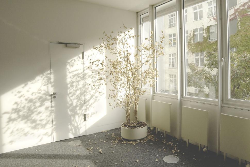 Free Image of Dried indoor plant with large windows and natural light. 