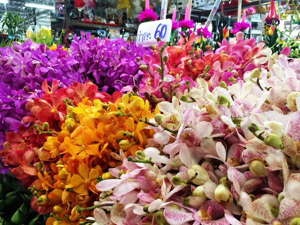Free Image of Vibrant orchids displayed at a flower market in closeup 