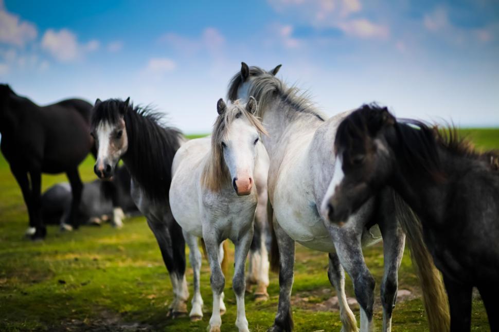 Free Image of Group of horses grazing peacefully in grassy meadow 