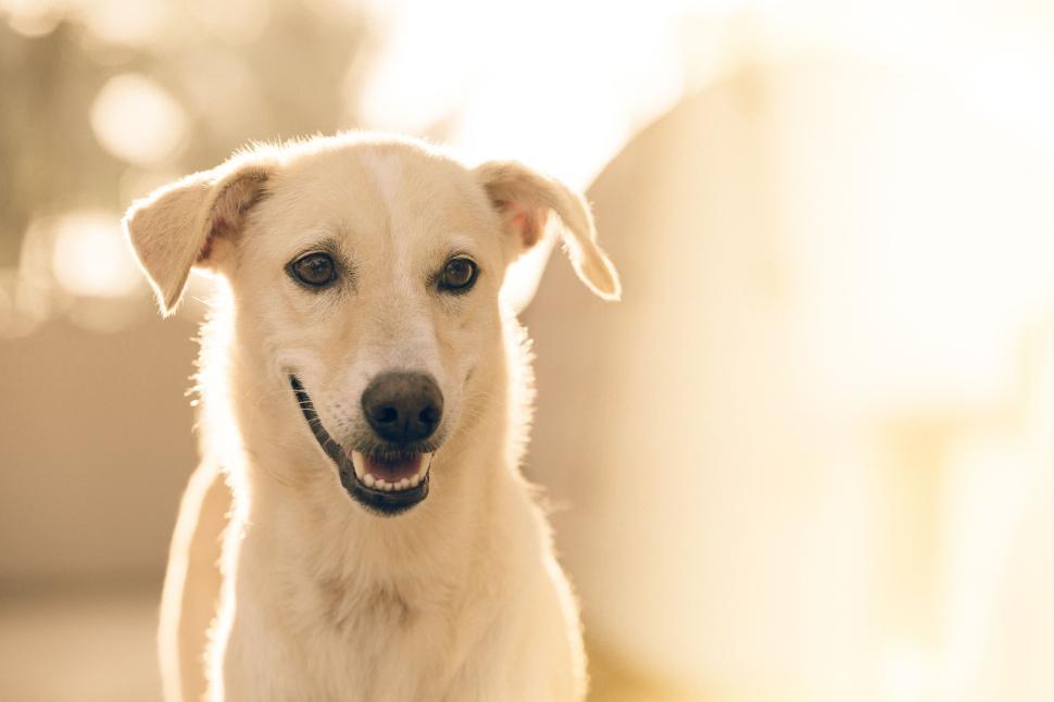 Free Image of Golden retriever dog in backlit sunlight outdoors 