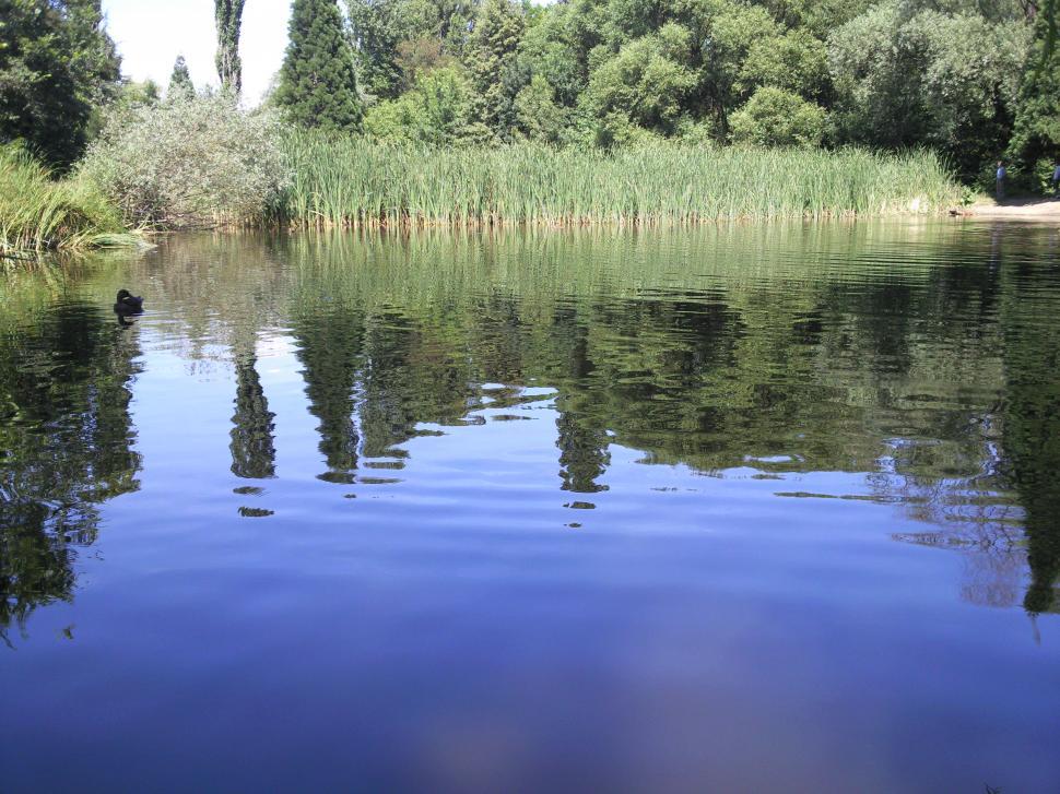 Free Image of Tranquil Lake Surrounded by Trees and Grass 