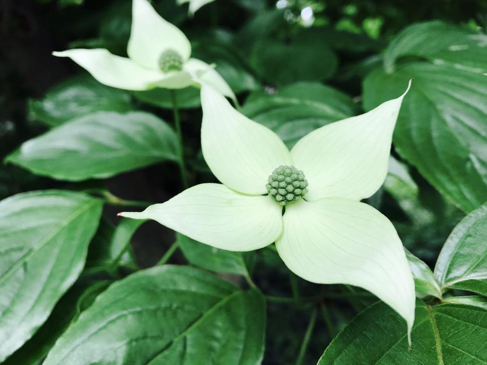 Free Image of Close-up of white dogwood flowers with green leaves. 