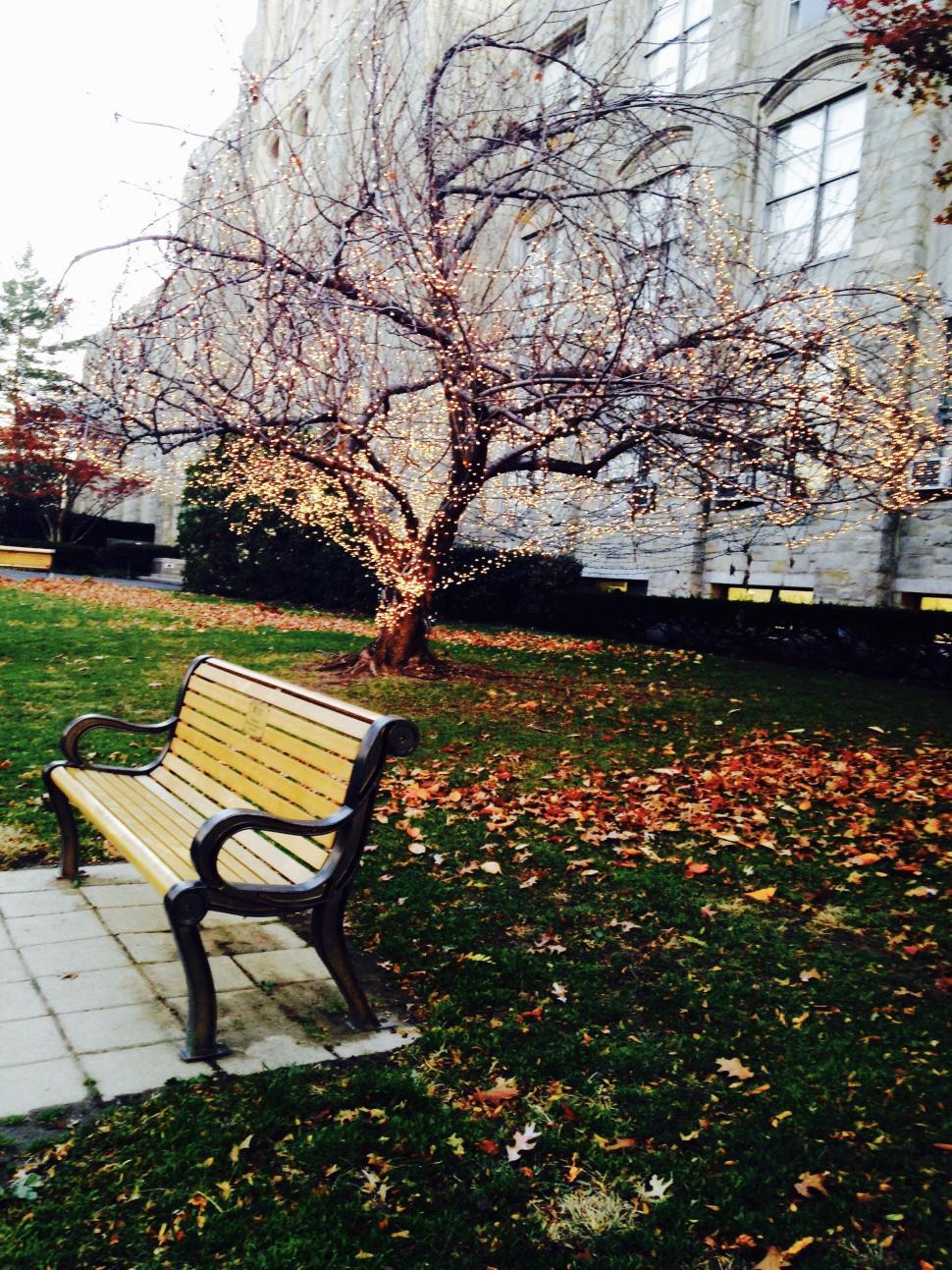 Free Image of Park bench beside a tree decorated with lights. 