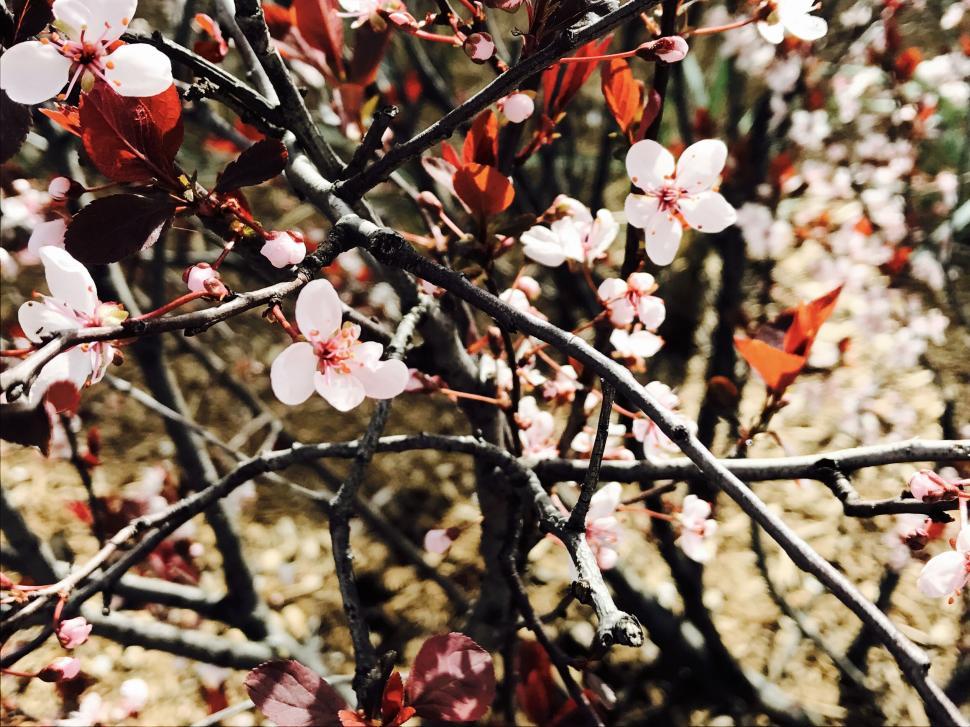 Free Image of Pink and white cherry blossoms on a tree branch. 