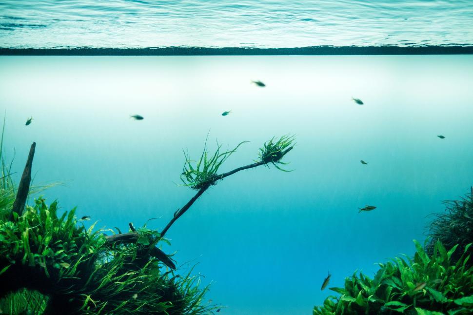 Free Image of Expansive aquatic view with greenery and small fish. 