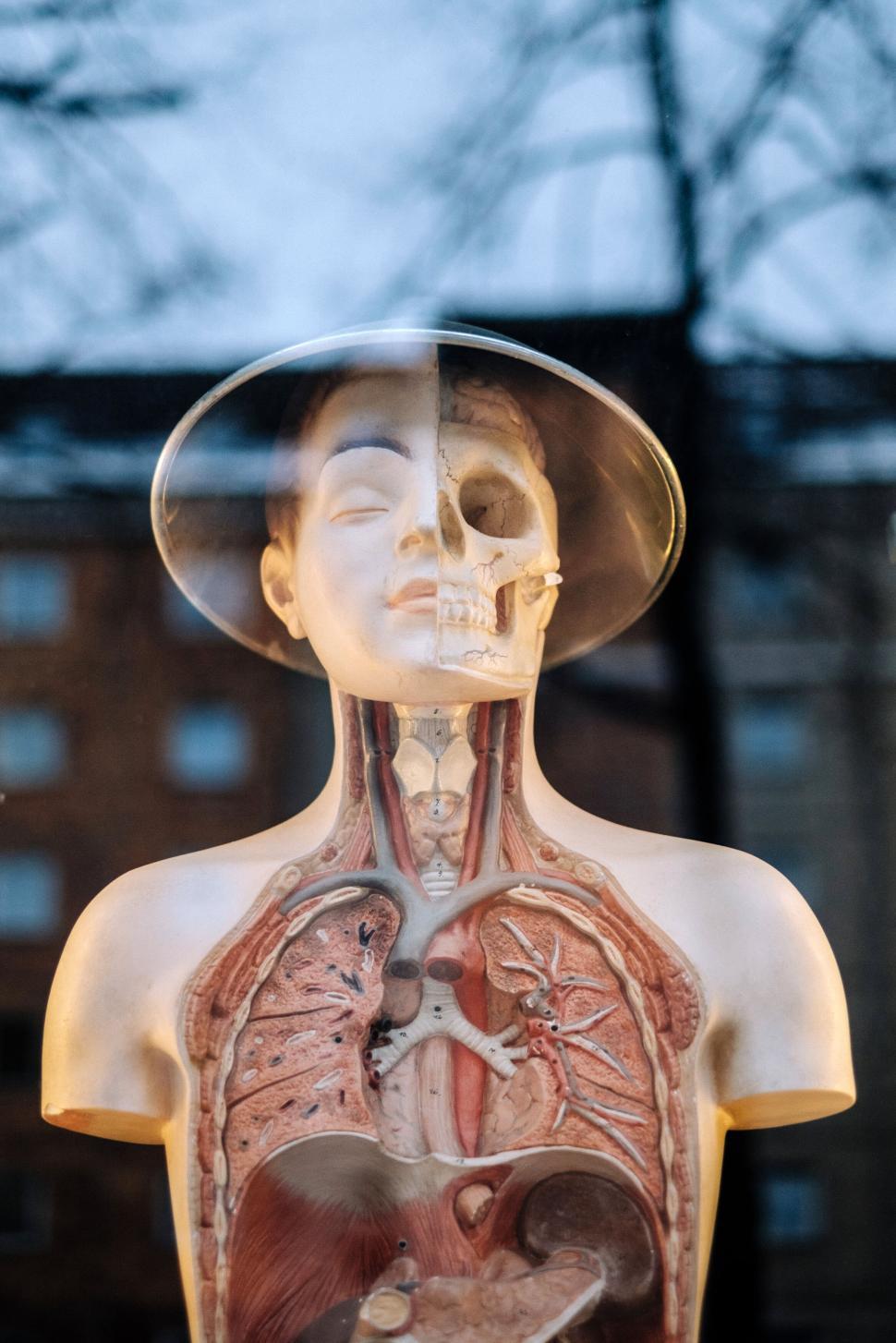 Free Image of Anatomical model showing internal organs and systems. 