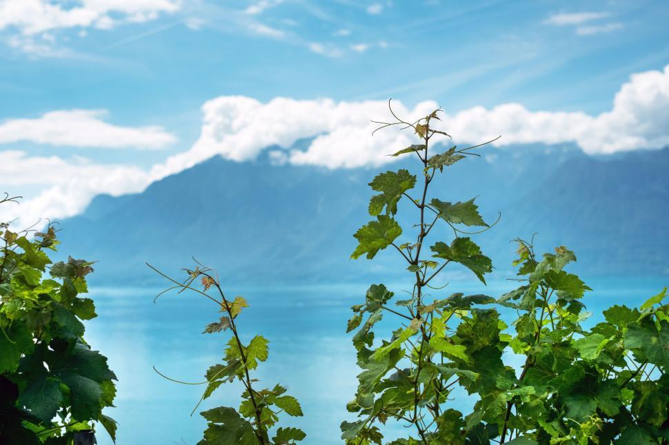 Free Image of Green plants with lake and mountain backdrop view 