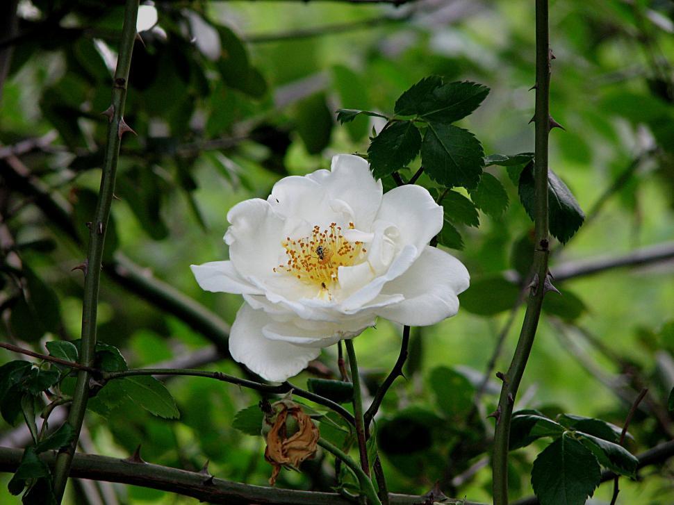 Free Image of Rose 