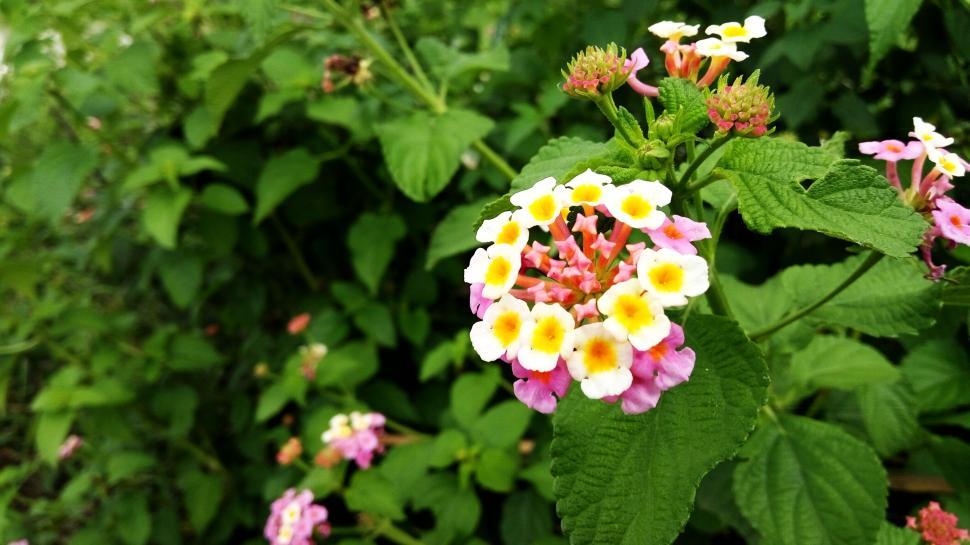 Free Image of Close-up of colorful flowers in bloom amidst green foliage 