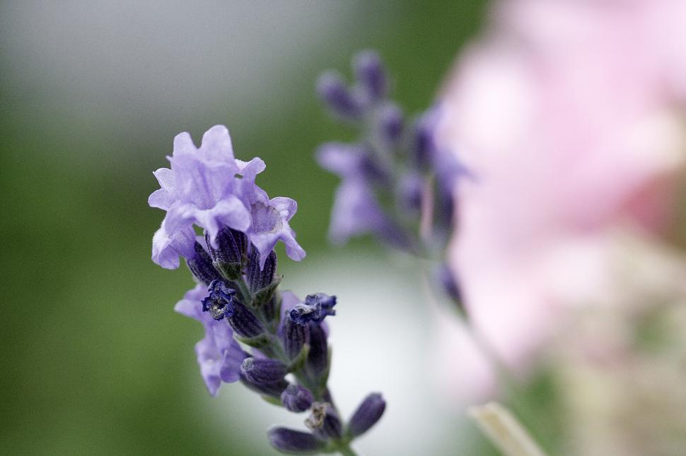 Free Image of Flower close-up 