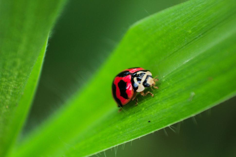 Free Image of Up-close view of a red and black ladybug on green leaf 