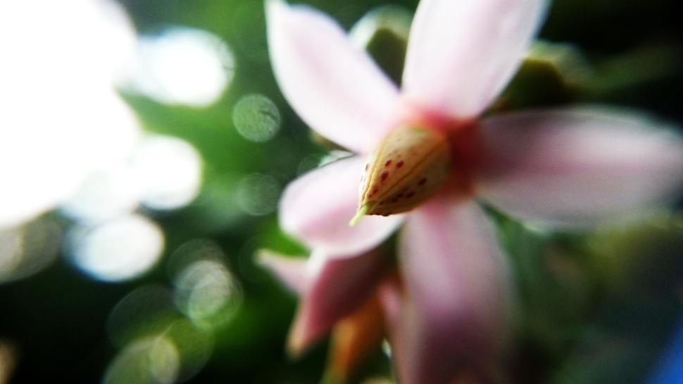 Free Image of Close-up of pink flower with blurred background shot 