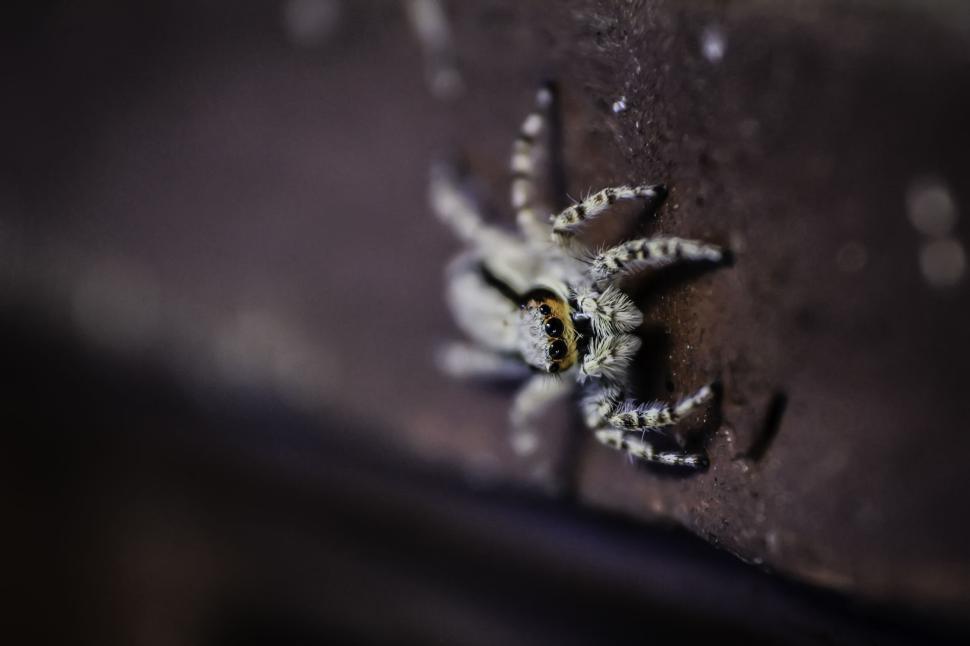 Free Image of Detailed shot of a tiny spider on a wooden surface 