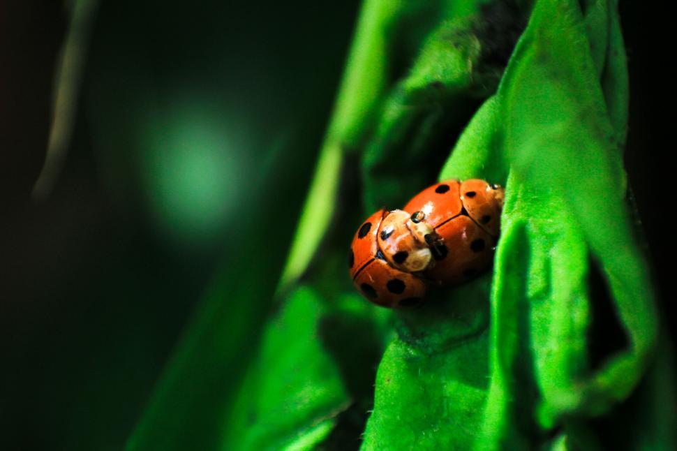 Free Image of Macro image of two orange ladybugs on green leaf 
