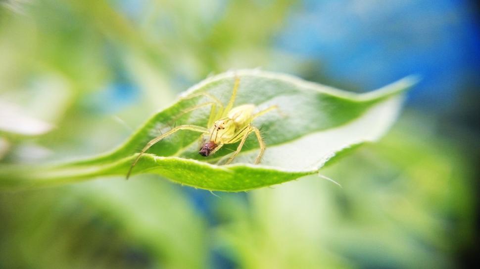Free Image of Yellow spider on green leaf with blue blurred background 