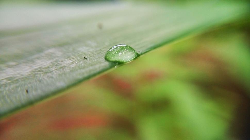 Free Image of Macro image of dew drop on green leaf with blurred background 