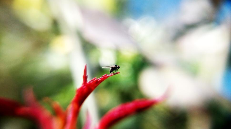 Free Image of Tiny fly perched on bright red flower petal edge 