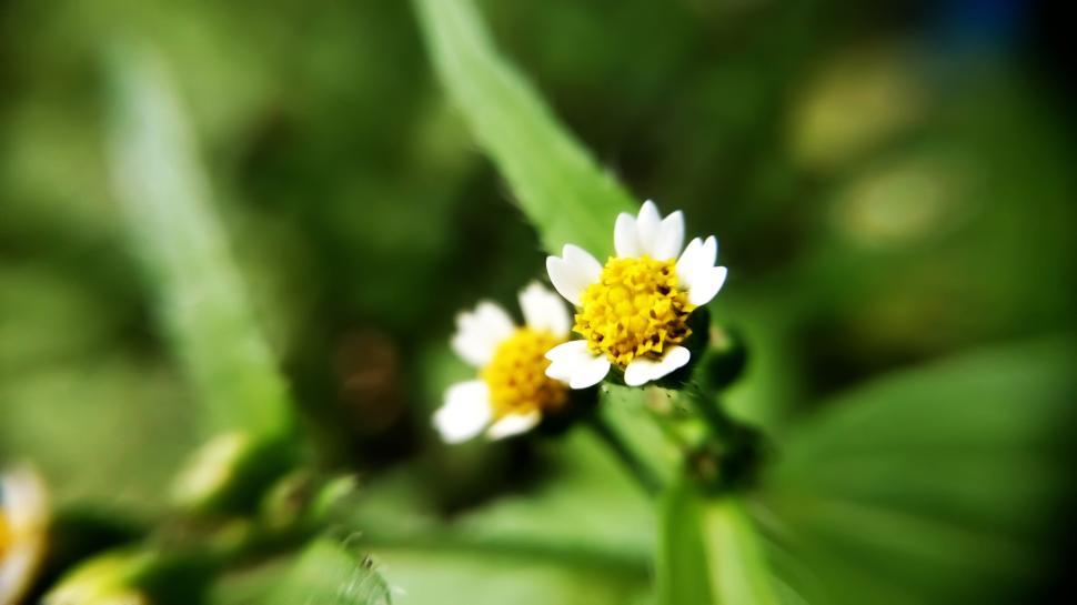 Free Image of Macro shot of small white and yellow flowers 