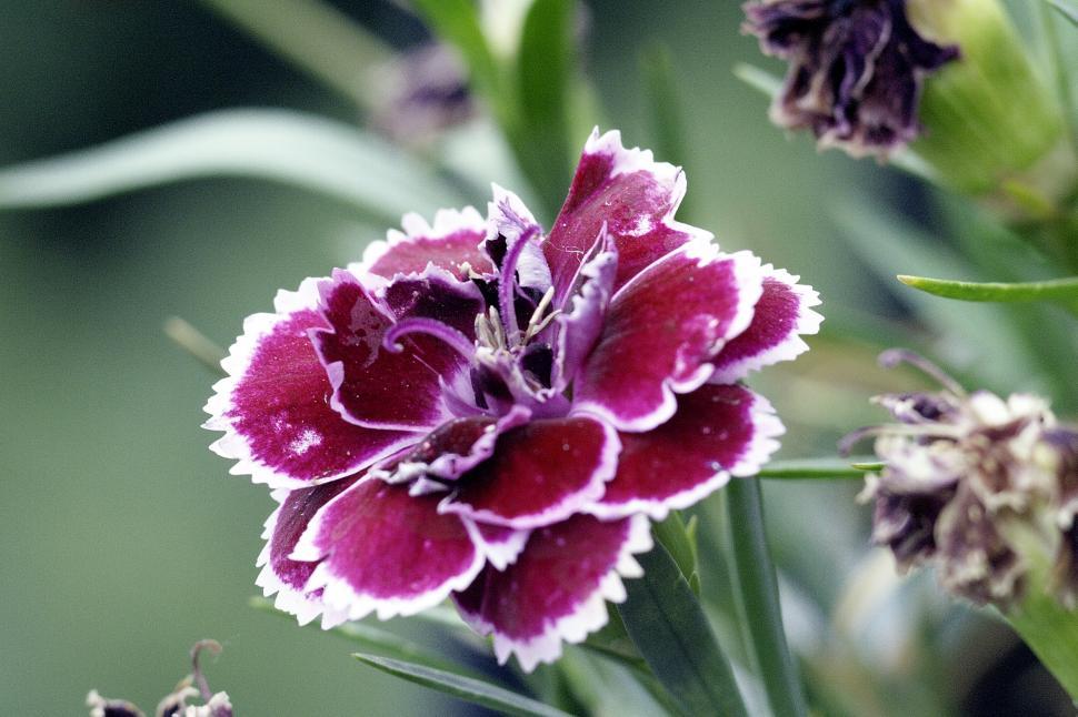 Free Image of Flower close-up 