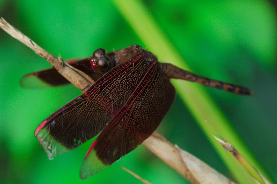 Free Image of Dragonfly with intricate red wings resting on branch 