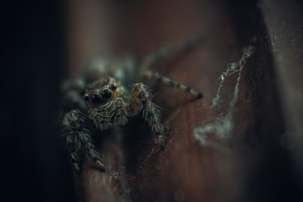 Free Image of Spider crawling in dark space with intricate details 