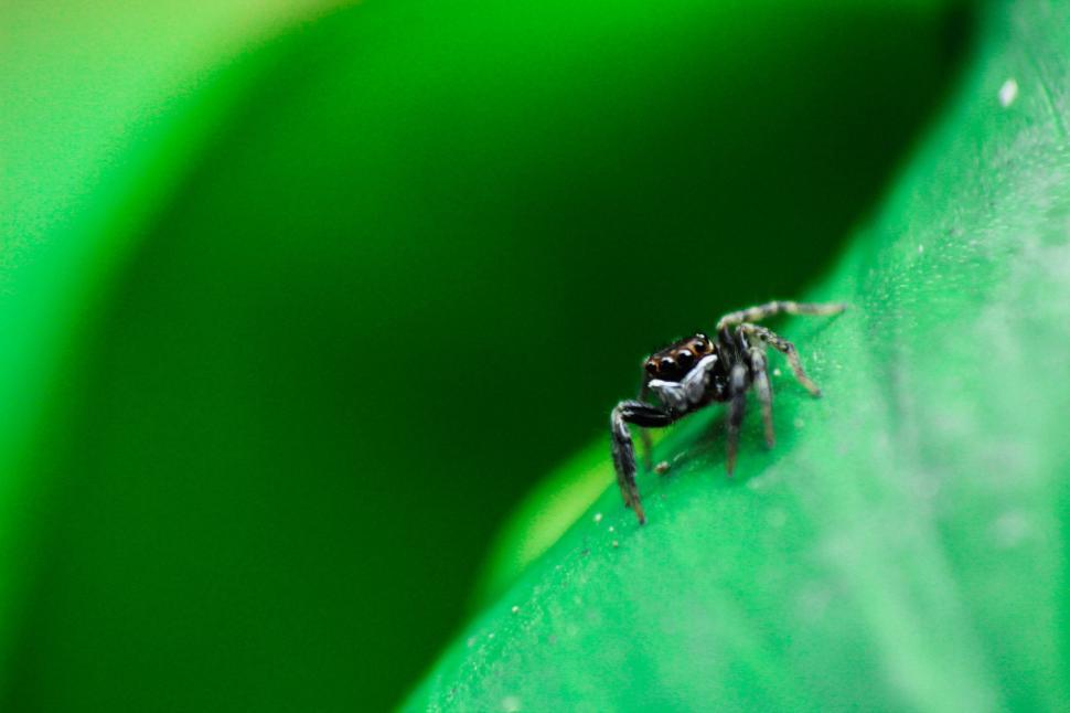 Free Image of Tiny spider on green leaf in close-up macro shot 