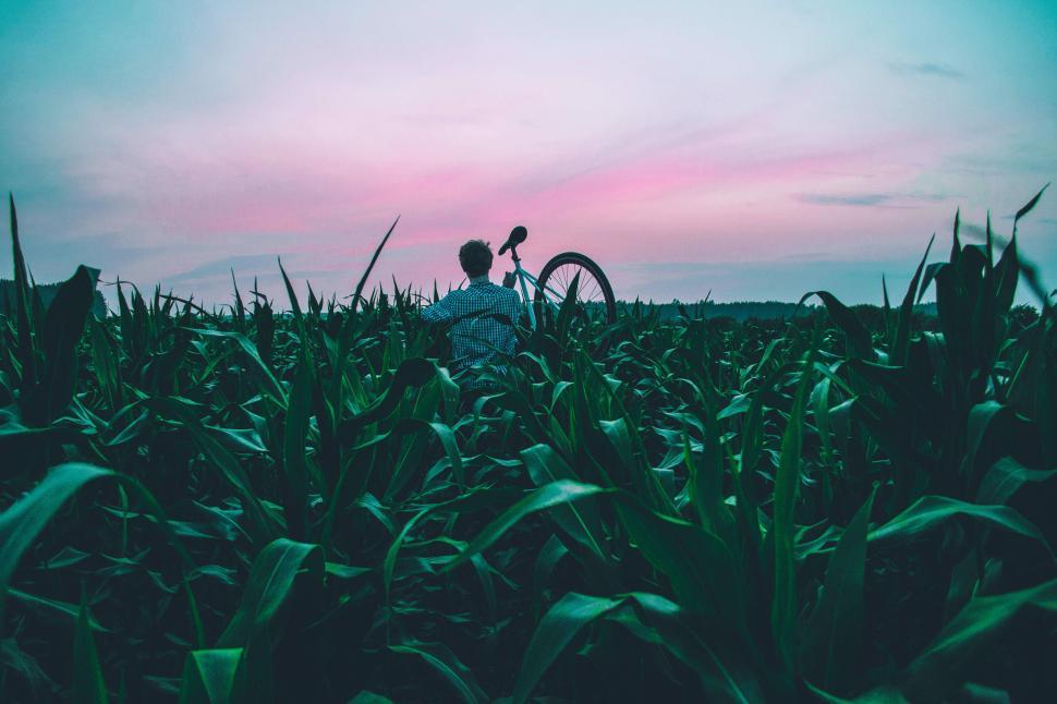 Free Image of Bicyclist gazes over field of tall plants at dawn 