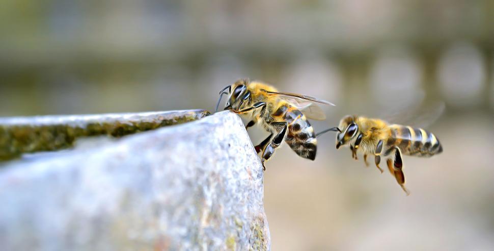 Free Image of Two bees hovering on the edge of a stone surface. 