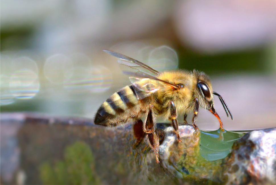Free Image of Bee drinking water from a natural outdoor source. 