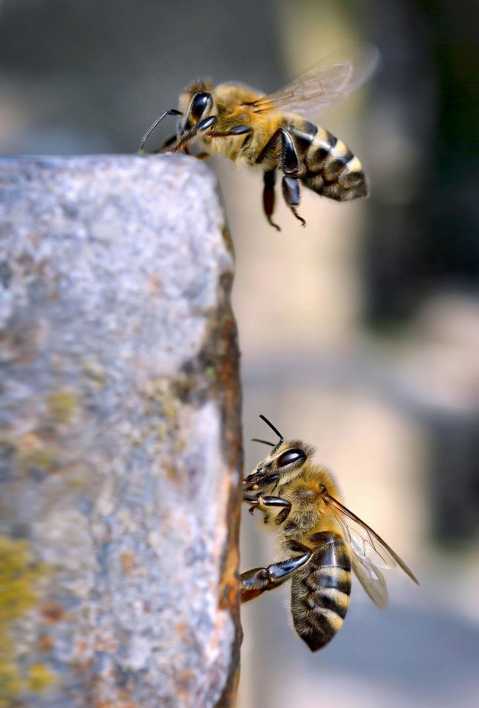 Free Image of Two bees climbing and interacting on a stone surface. 
