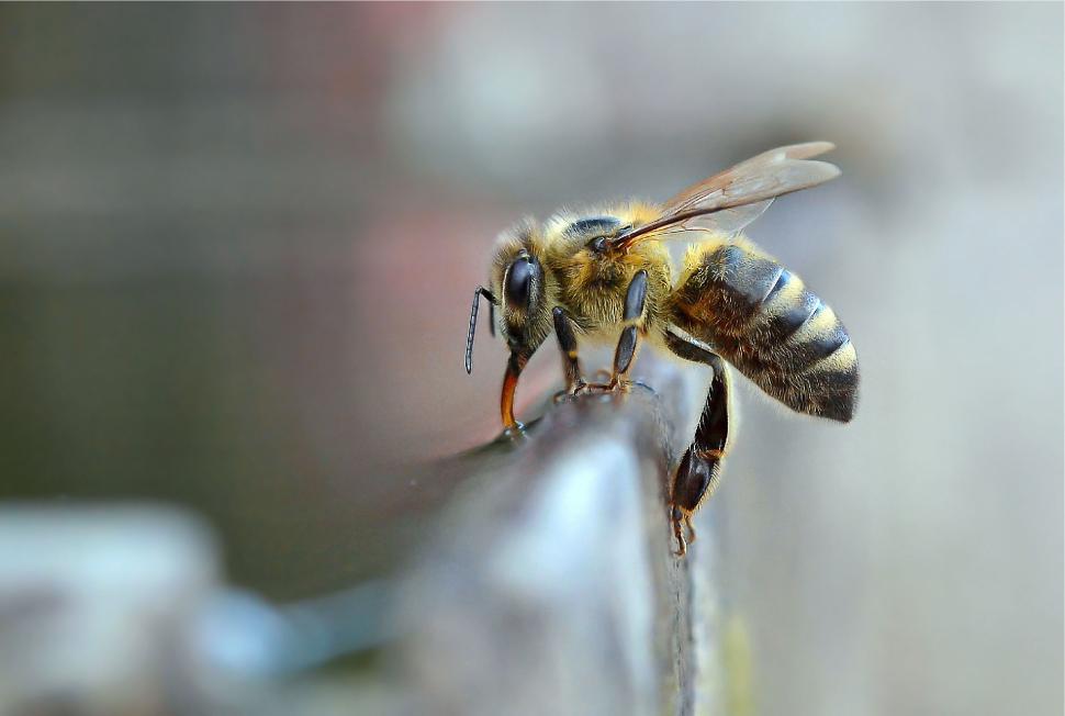 Free Image of Single bee perched on the edge of a ledge drinking. 
