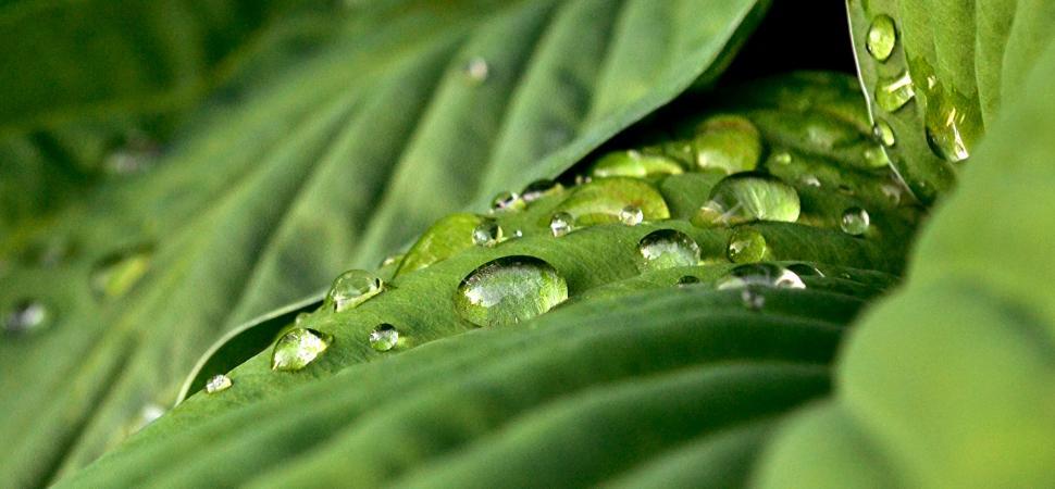 Free Image of Water droplets on lush green leaves after recent rain 