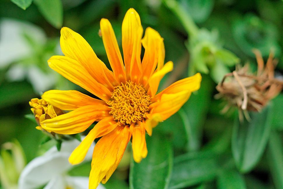 Free Image of Flower close-up 