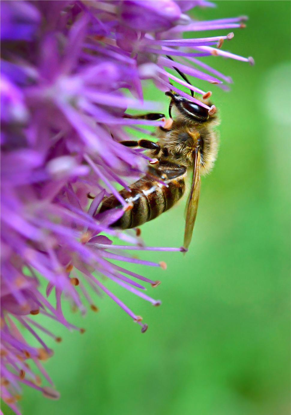 Free Image of Bee pollinating vibrant purple flower in springtime 