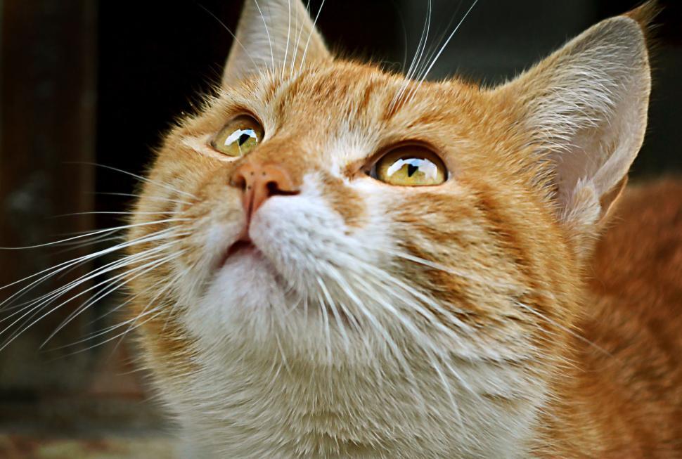 Free Image of Ginger cat looking upwards with curious expression 