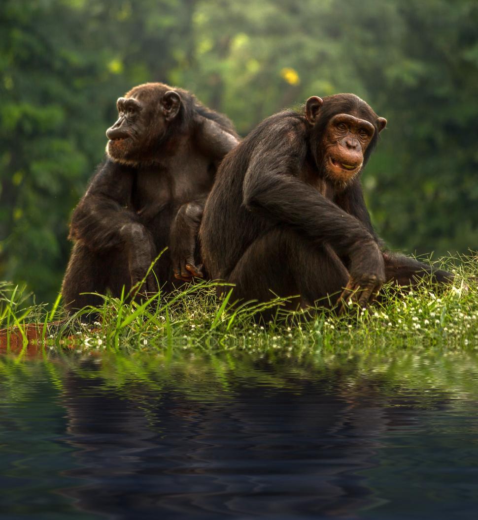 Free Image of Pair of primates sitting on grass near a reflective pond. 