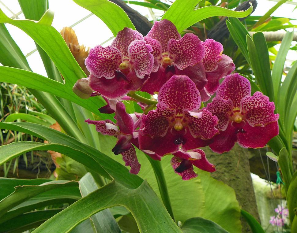 Free Image of Vanda Orchid Red Blooms 