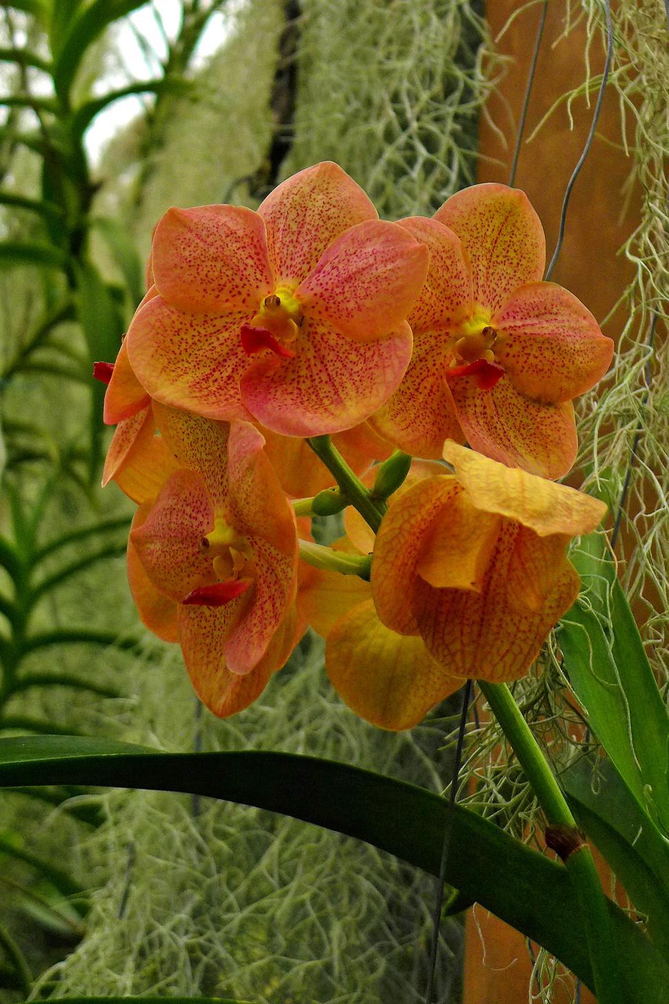 Free Image of Orange Vanda Orchid Flowers 