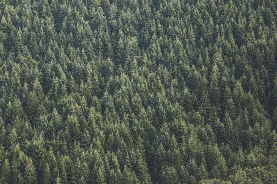 Free Image of Dense evergreen forest, top view, lush green canopy 