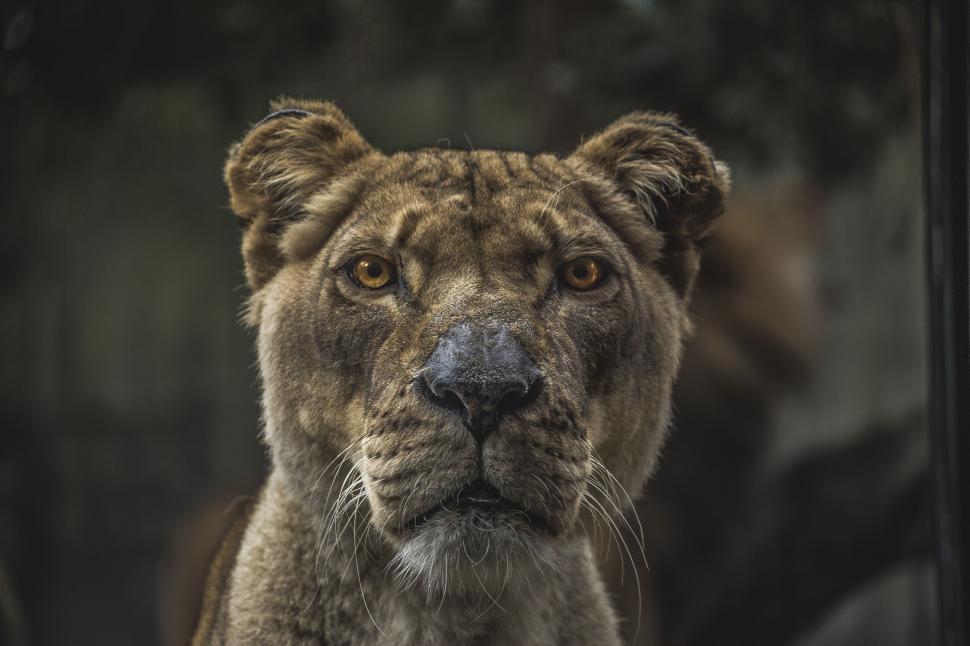 Free Image of Lioness portrait showcasing her focused golden eyes. 