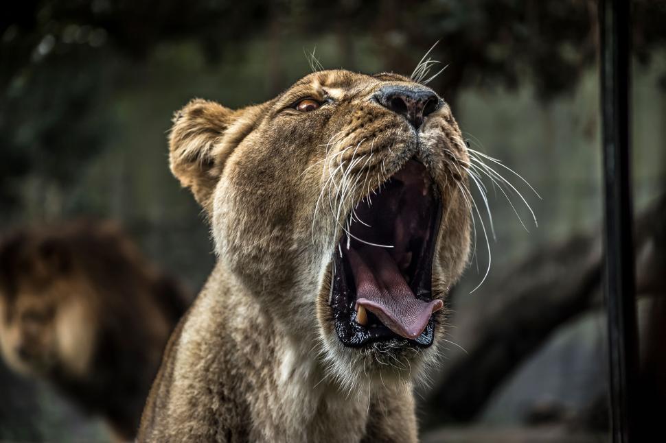 Free Image of Lioness roaring fiercely showing sharp teeth and mouth. 