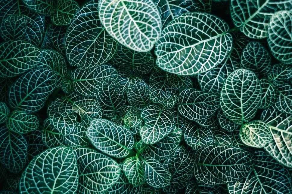 Free Image of Close-up of vibrant tropical leaves with intricate veins. 