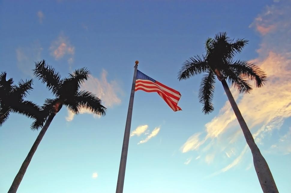 Free Image of Tree palms and flag 